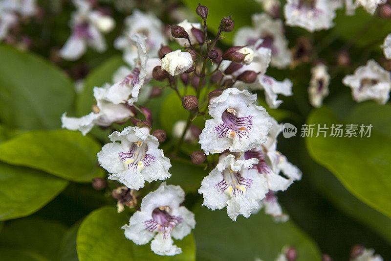 白花印在豆豆树上的形象