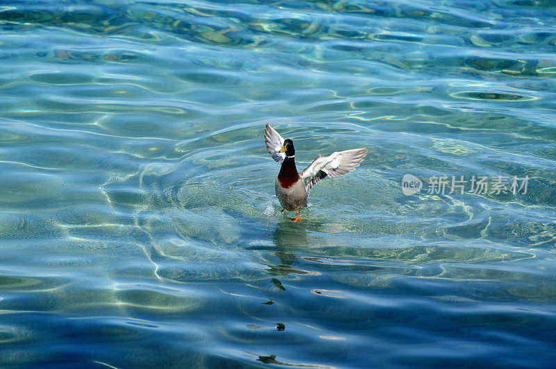 张开翅膀的野鸭在美妙的水面上