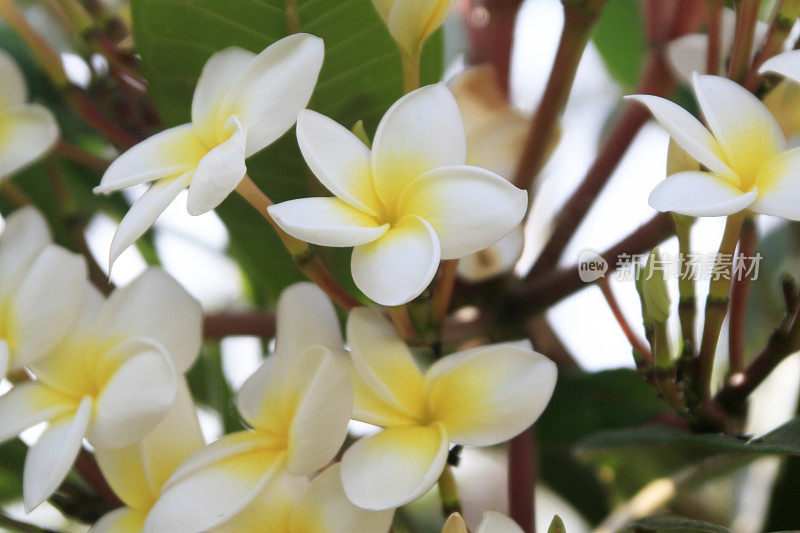 Plumeria