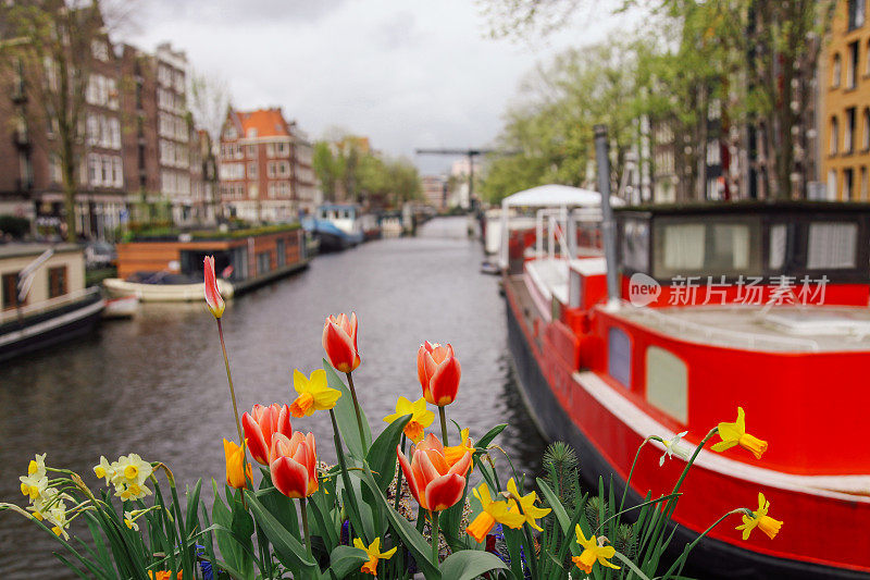 荷兰阿姆斯特丹的春天郁金香花