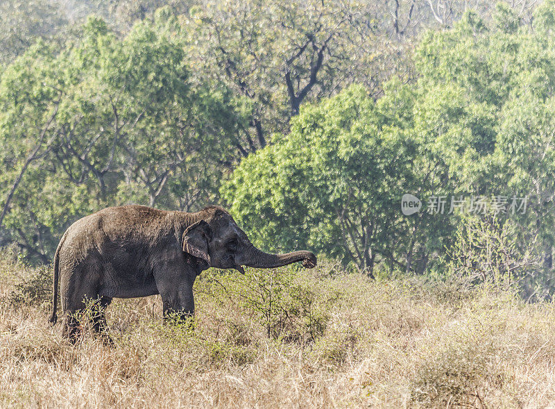 印度象，大象，正在积尘。Pench_National_Park、印度