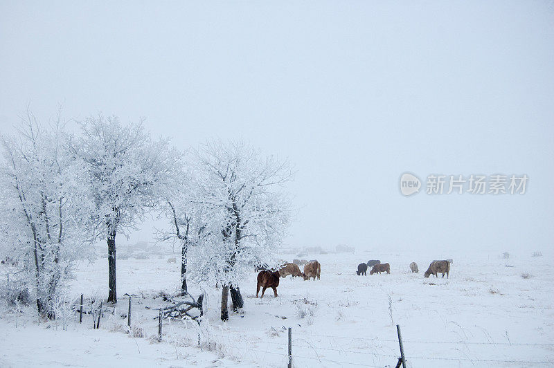 草原上的冬天有牛和树上的雪