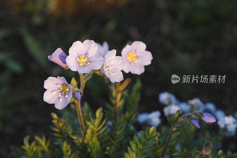 北极植物。牛尾草(Polemonium)。