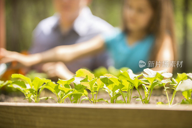 父亲和女儿都喜欢在后院搞园艺。国产有机蔬菜。