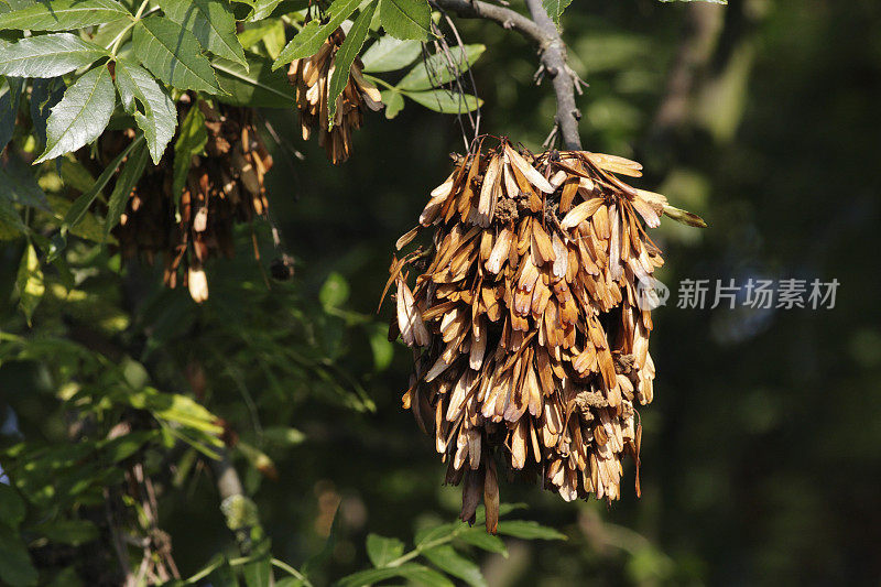 棕色的秋天种子在白蜡树上大量