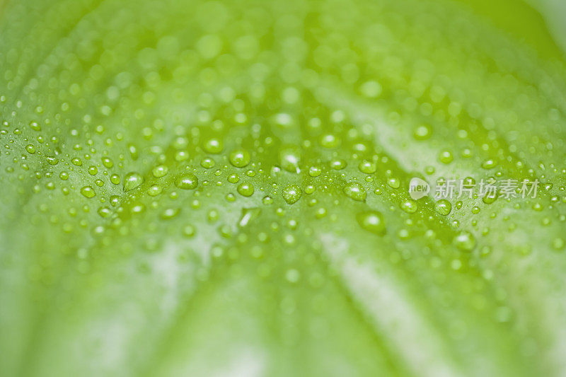 雨滴落在树叶上