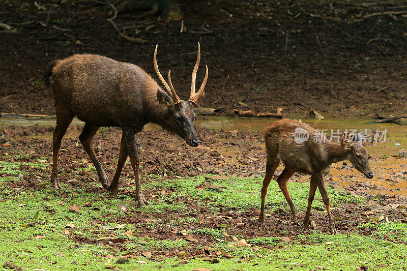 鹿妈妈和小鹿在草地上散步