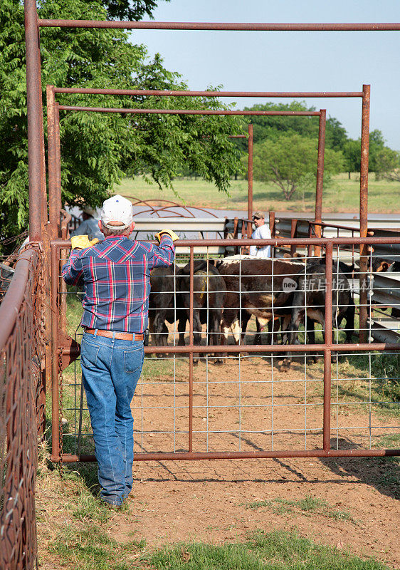 农业:在畜栏里饲养牛的农民或牧场主