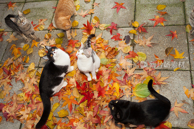 色彩斑斓的秋叶里的小猫