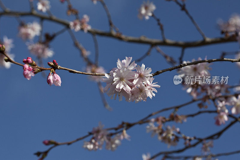 伦敦早花的樱桃树