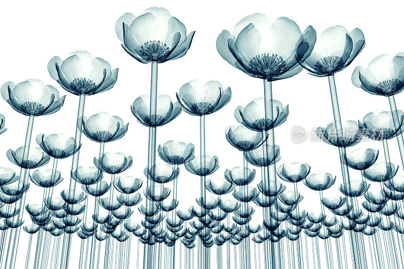 x射线图像孤立花田上白色的罂粟