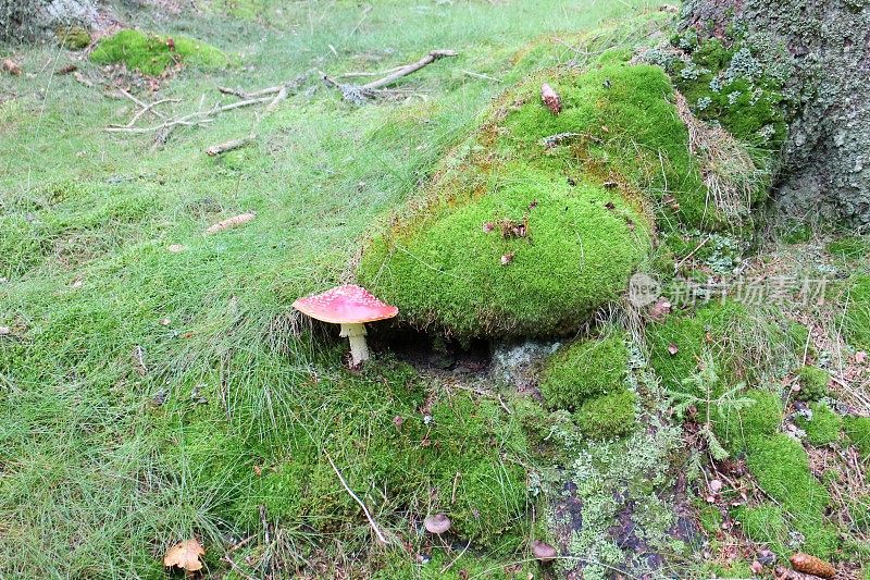 红鹅膏蘑菇