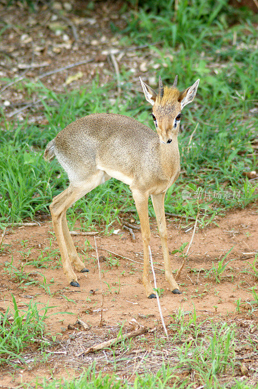 柯克是dikdik