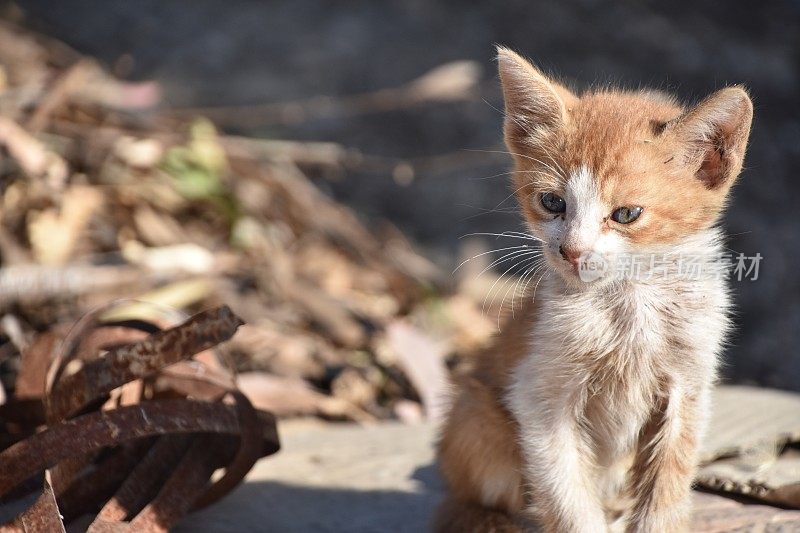 姜猫幼崽