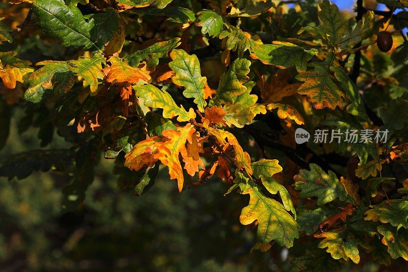 秋叶-橡树