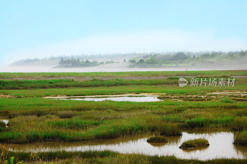 沼泽