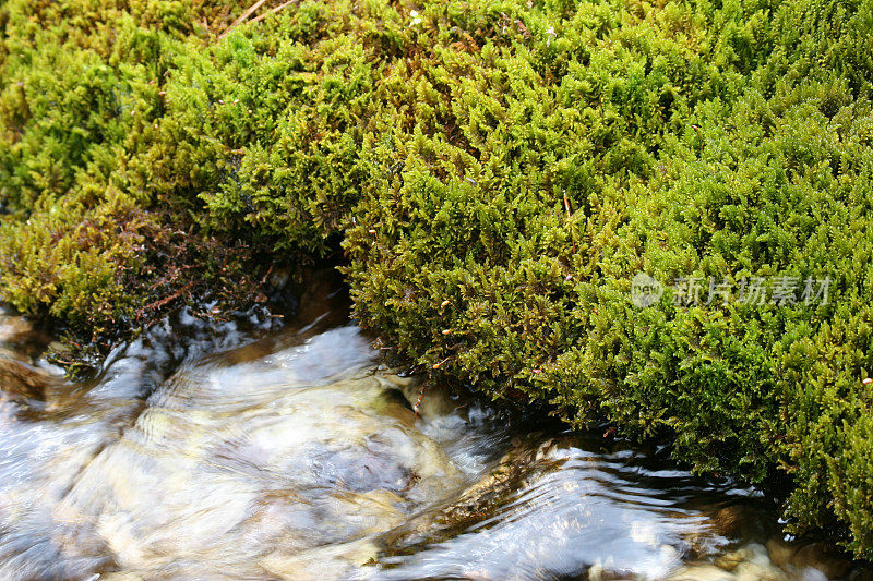 苔藓和水