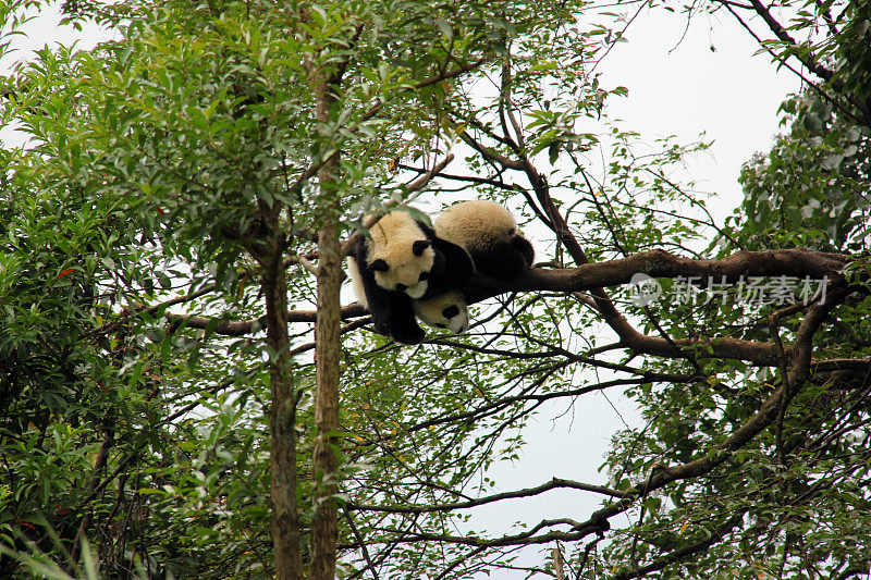 树枝上的两只熊猫——中国碧峰峡