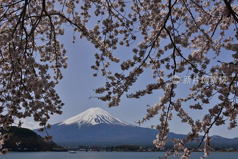 富士山和川口湖的樱花