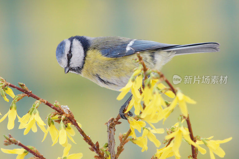 Bluetit对连翘