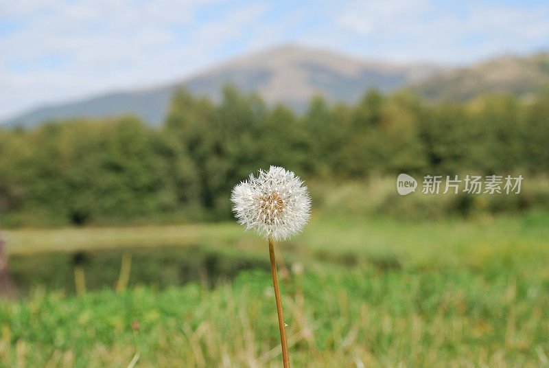 土sel绒毛景观