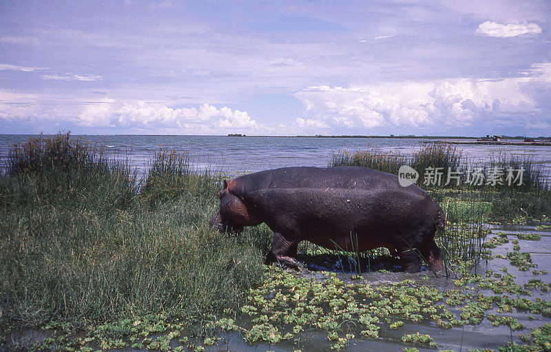 非洲刚果民主共和国爱德华湖，河马喂养湿地
