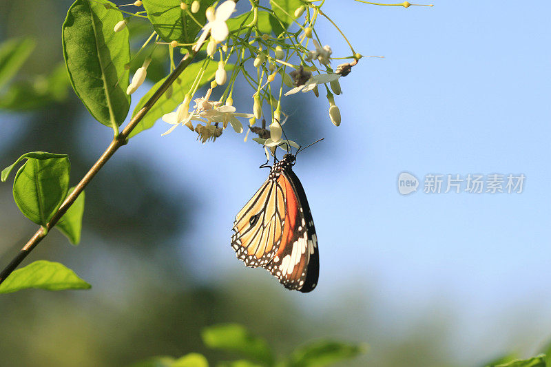 黑脉金斑蝶