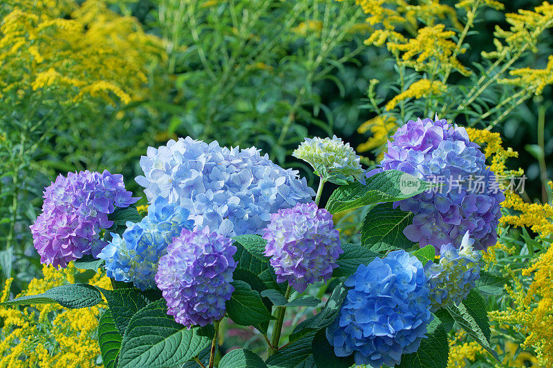 绣球花和金棒