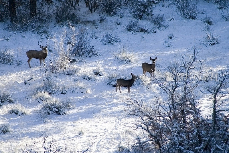 落基山雪地里的一群骡鹿