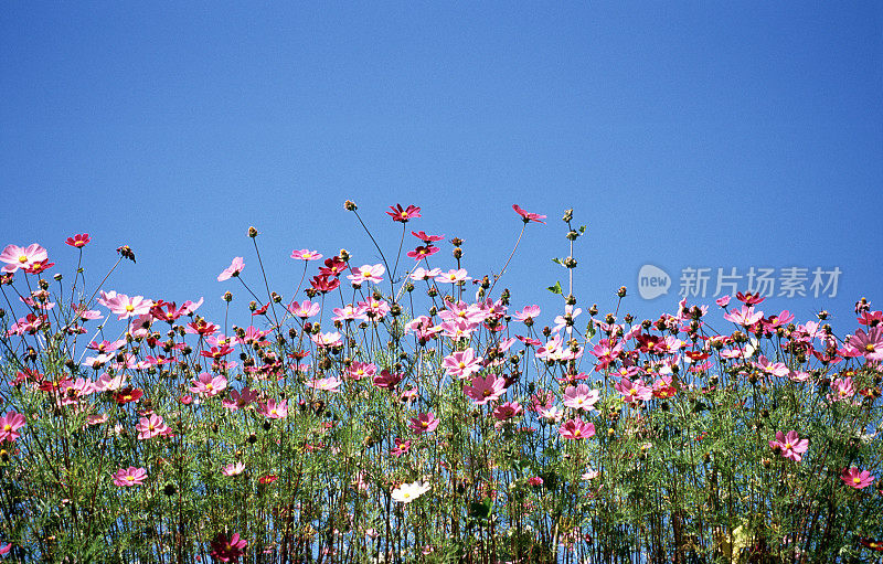 中国的花园宇宙