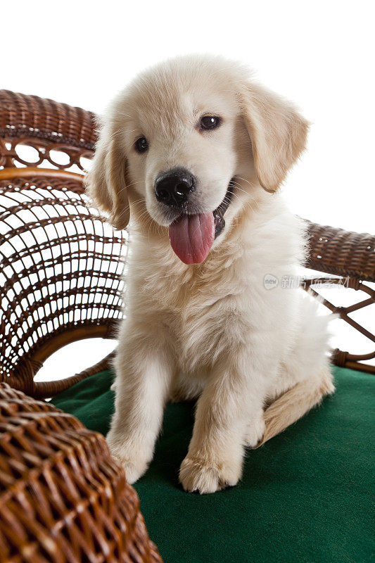 金毛猎犬小狗坐在柳条椅子上