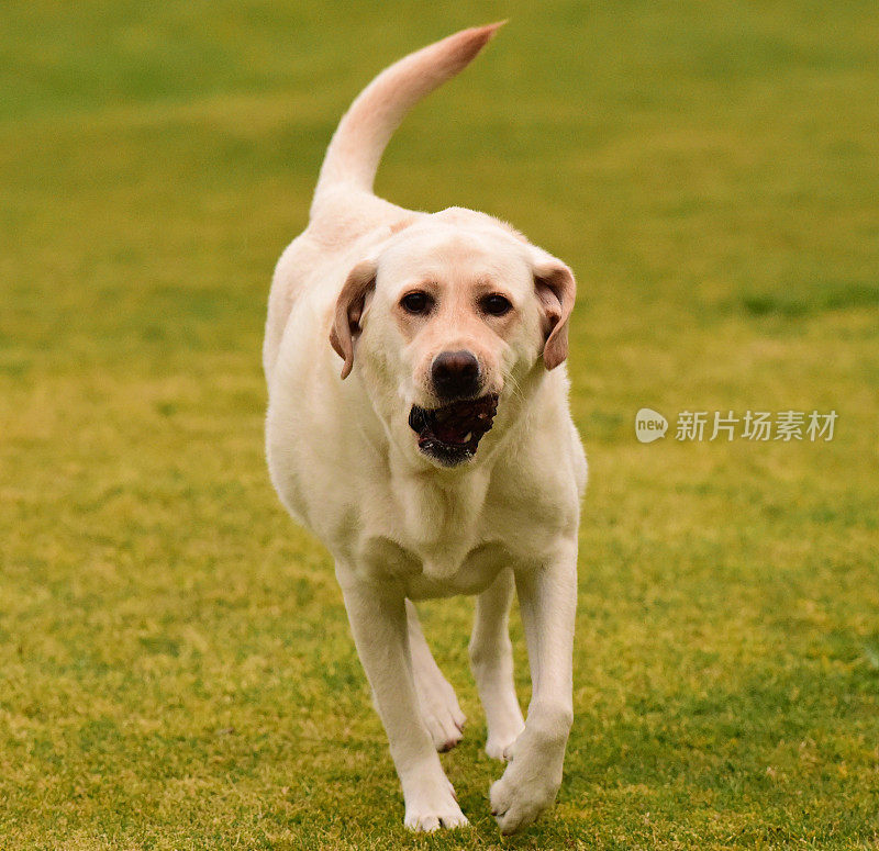 拉布拉多寻回犬