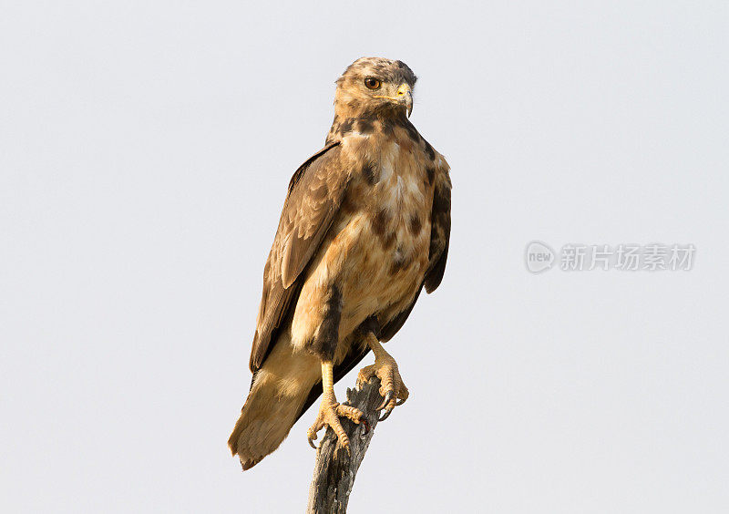 茶色鹰，卡拉加迪越境公园，南非