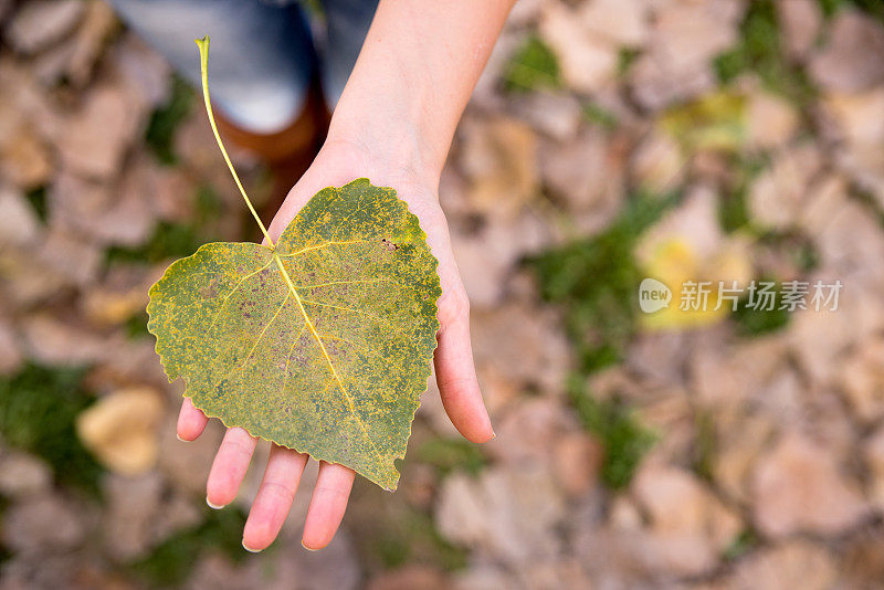 秋叶在女孩手中的照片