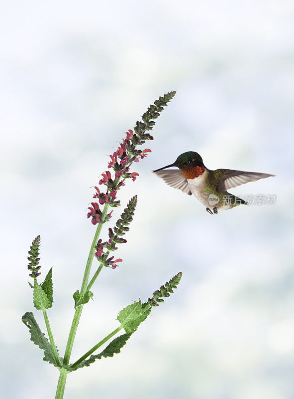 红宝石喉蜂鸟在花旁盘旋