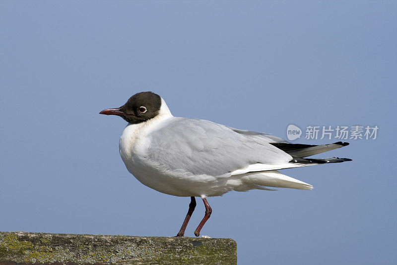 长约翰海鸥