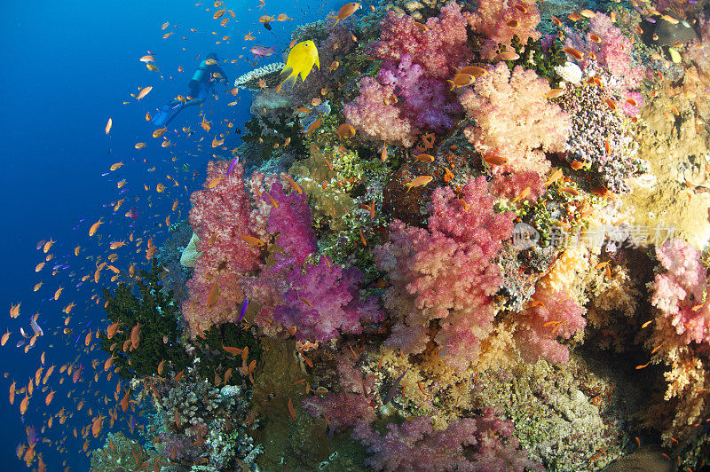热带珊瑚礁