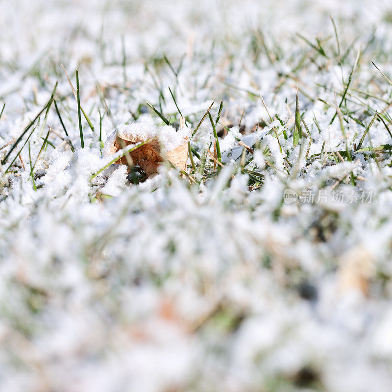 秋叶绿草冬雪