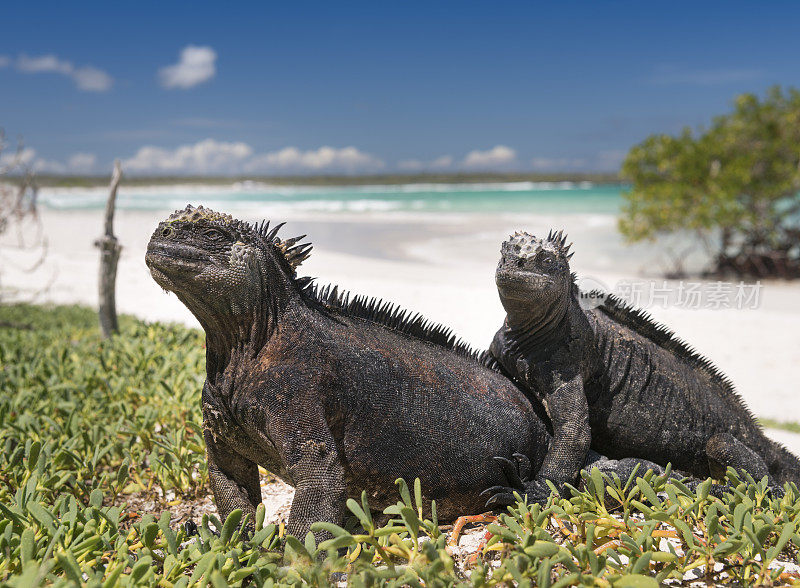 海鬣蜥交配，圣克鲁斯岛，加拉帕戈斯，厄瓜多尔