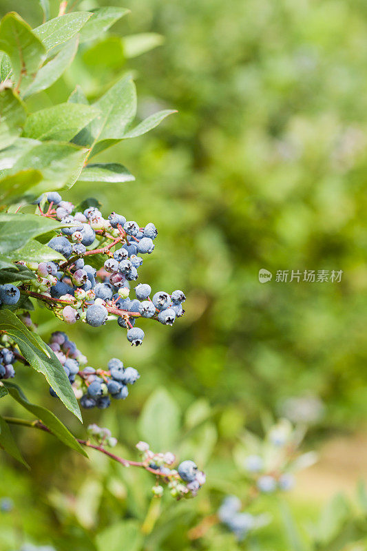 浆果农场里成熟的蓝莓。有选择性的重点