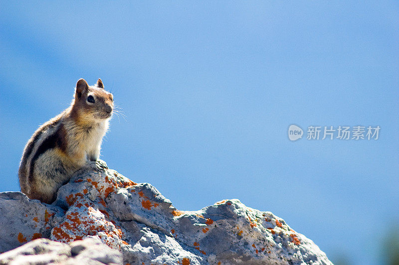 花栗鼠站在岩石上