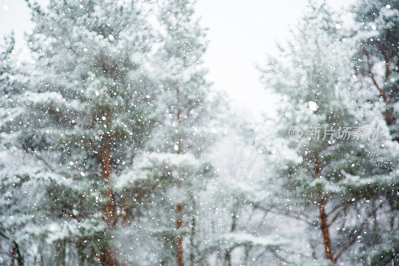 冬天的场景——树林里下雪