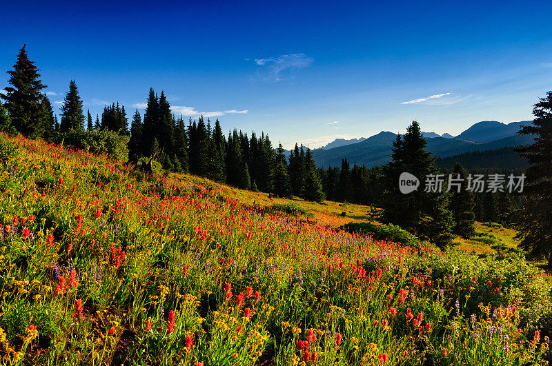 高山草地上的野花