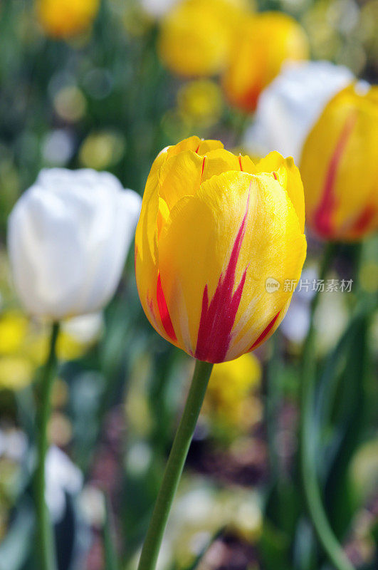 春天有黄色、红色和白色的郁金香。