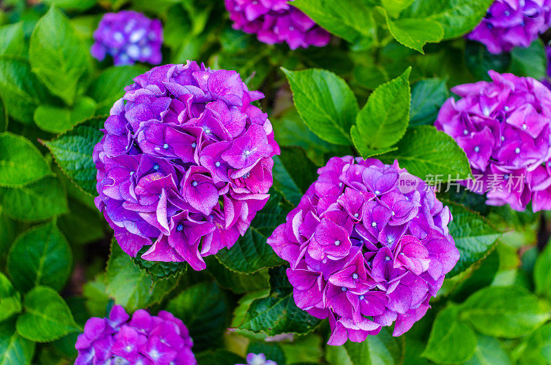 紫蓝色绣球花的背景
