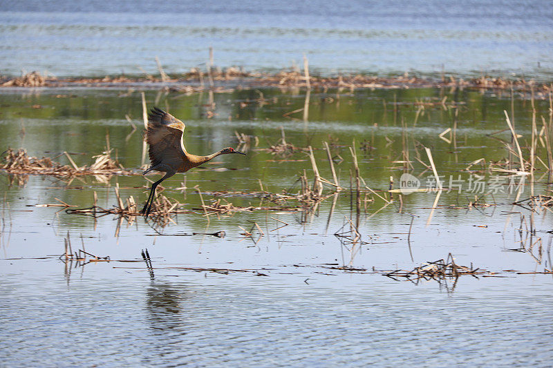 在明尼苏达州密西西比河上飞行的沙丘鹤