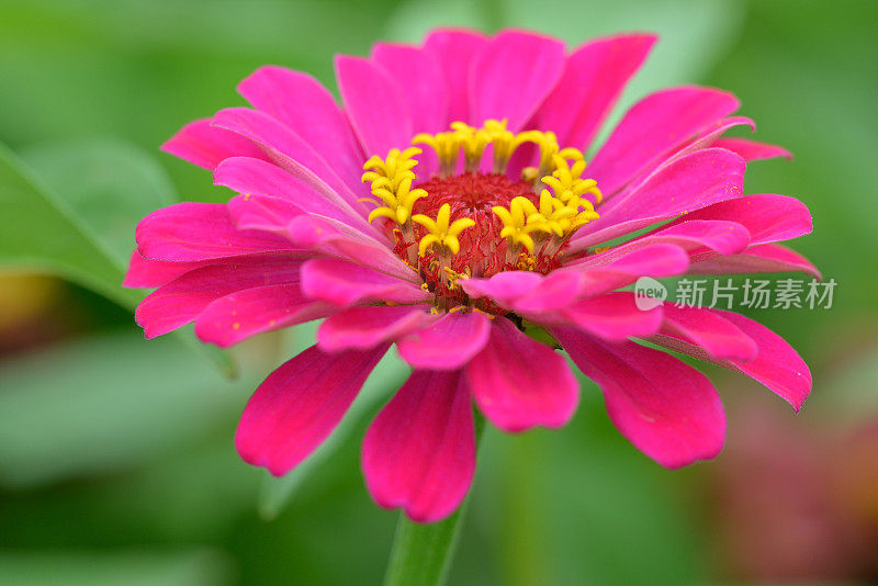 Zinnia在宏观