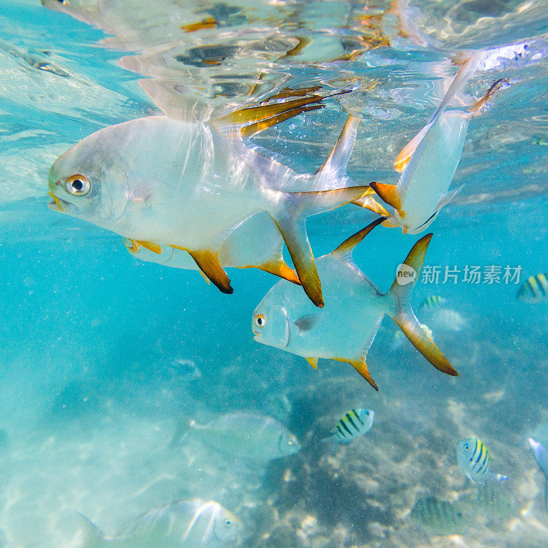 一群热带鱼。希卡杜瓦珊瑚礁，斯里兰卡