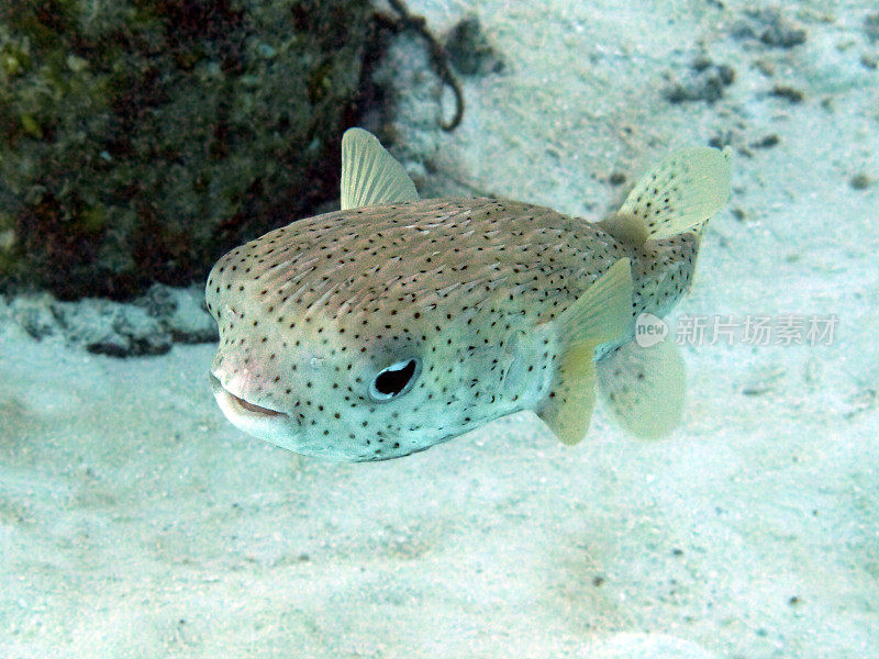 马尔代夫海床附近常见的豪猪鱼。