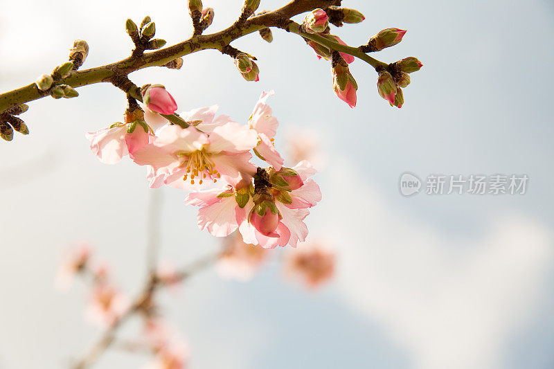 春天有杏花树